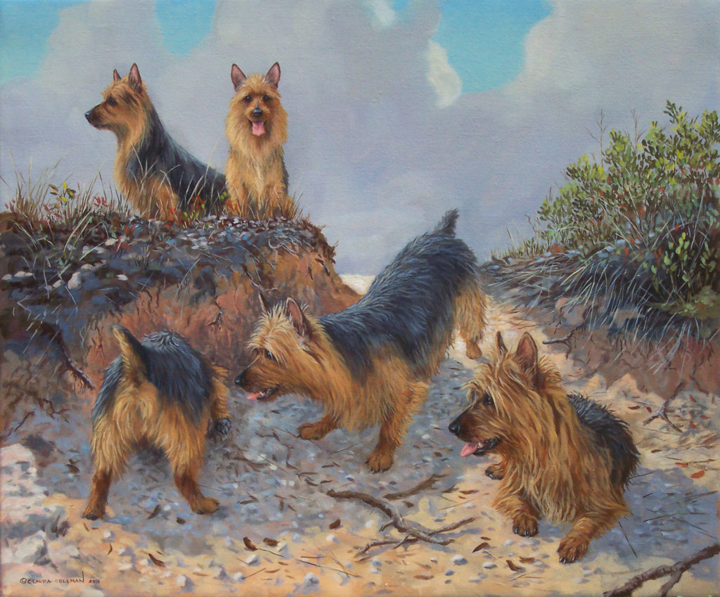 Samabel Australian Terriers