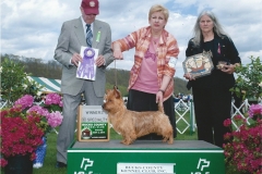 GCH Samabel Star Spangled Girl "Trendy"
