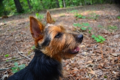 Sniffing the air...