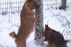 I know he went up this tree!