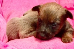 Rufus