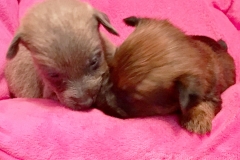 Stoney (L) . Rufus (R)